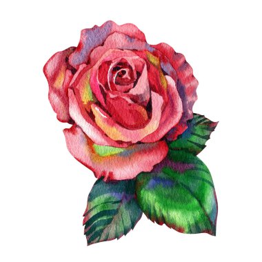 Suluboya kırmızı gül çizimi. El çizimi pembe gül çiçeği beyaz arkaplanda izole.