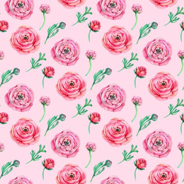 Pembe ranunculus ve yeşilimsi suluboya desenleri. Çiçekli suluboya baskısı.