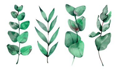 Suluboya okaliptüs seti. El çizimi davetiye yeşil bitki desenli suluboya düğün yeşilliği bitkisel zarif egzotik selamlama.