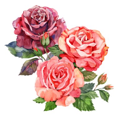 Suluboya kırmızı gül çizimi. El çizimi gül çiçekleri. Klasik el çizimi sanat