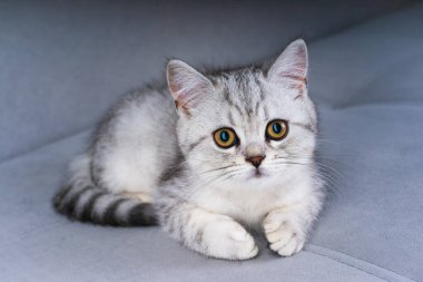 British kitten liying on the gray sofa. Funny kitten with big eyes. Kitten closeup