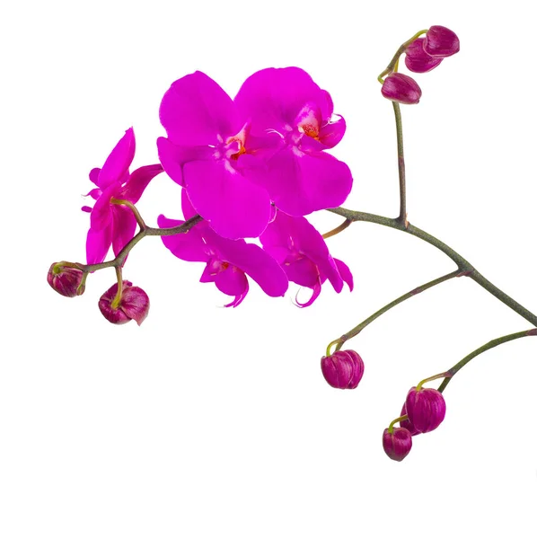 紫色兰花和花蕾的早午餐 兰花分枝倾斜 兰花的图像呈白色背景 热带花剪断了 图库照片