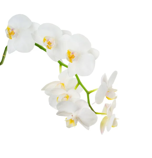美丽的白色兰花分枝 在白色的背景上被隔离 热带花是一种凤尾草 兰花被剪断了 图库图片