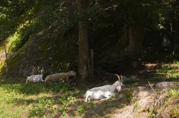 Portrait Group Goats Resting Green Meadow Piedmont Alps Italy — Stock Photo, Image
