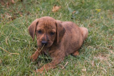 Çimenlerde oynayan sevimli Segugio Maremmano yavru köpeğinin portresi.