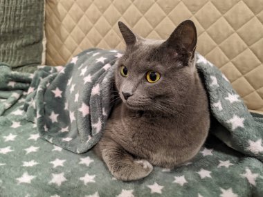 Portrait of beautiful chartreux cat sitting on the sofa