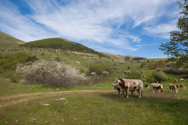 Photo of cows on a green pasture on a sunny spring day. Grazing cows on a dairy farm in Abruzzo, Italy