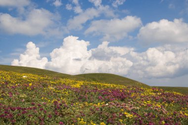 View of wild flowers and clouds in the Umbria apennines during spring season, Italy