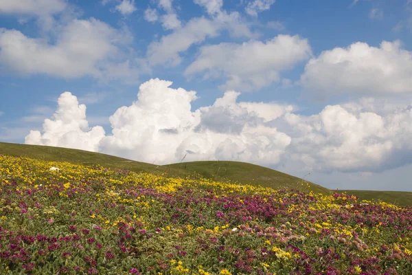 View of wild flowers and clouds in the Umbria apennines during spring season, Italy
