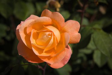 Macro of orange rose in the romantic garden