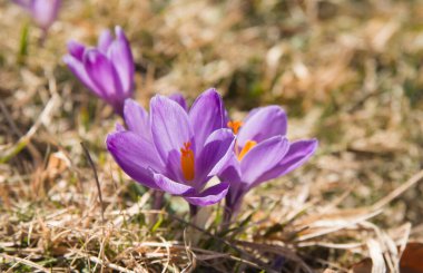 Yabani çiçeklere yakın çekim: Sibillini Ulusal Parkı, İtalya 'daki crocus vernus