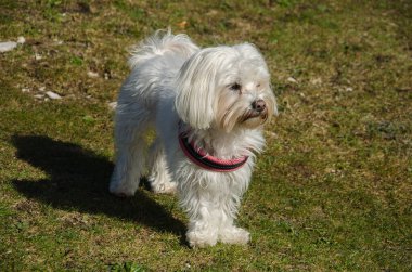 Maltese köpeğinin portresi çayırda oturur ve güneş ışığı olan bir parkta piknik yaparken kameraya bakar.