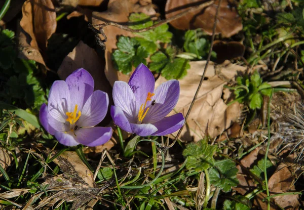 Close Two Insects Interior Crocus Vernus Wild Flowers Mountain — Stock Photo, Image