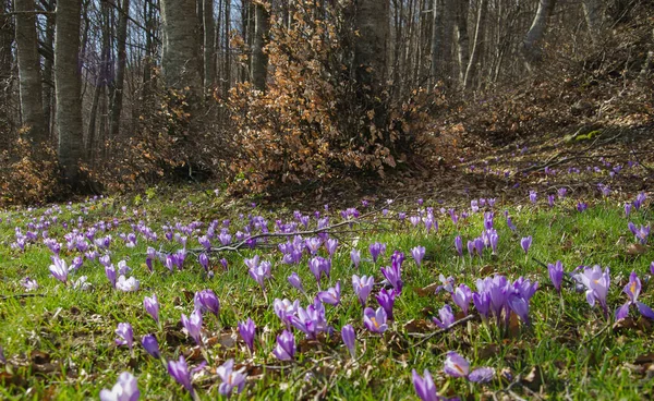 Colors Spring Flowering Crocus Vernus Forest Monte Nerone Marche Region — Stock Photo, Image