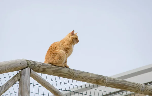 Portrait Red Cat Sitting Fence Blue Sky — Stock Photo, Image