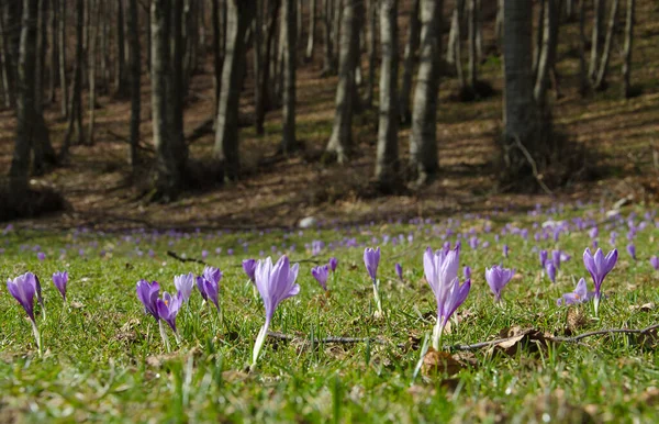 Beautiful Flowering Crocus Vernus Mountain Forest — Stock Photo, Image