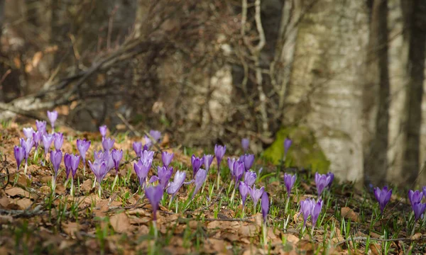 Flowerbed Crocuses Vernus Mountain Forest — Stock Photo, Image
