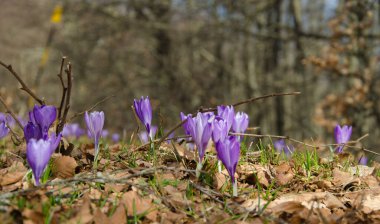 Crocus Vernus çiçekleriyle orman manzarası