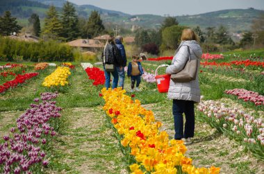 SPOLETO, İTALYA - 11 Nisan 2023: Spoleto 'daki lalelerin fotoğrafları halka gösterilerek satın alınmıştır, Umbria, İtalya