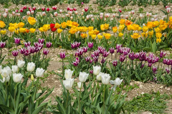 Kwiatowe Tło Polem Tulipanów Sezonie Wiosennym Koncepcja Cześć Wiosna — Zdjęcie stockowe