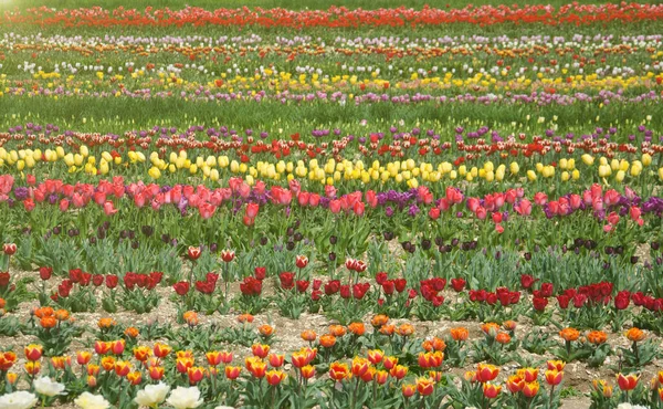 Поле Красочных Тюльпанов Закате Цветочный Фон — стоковое фото