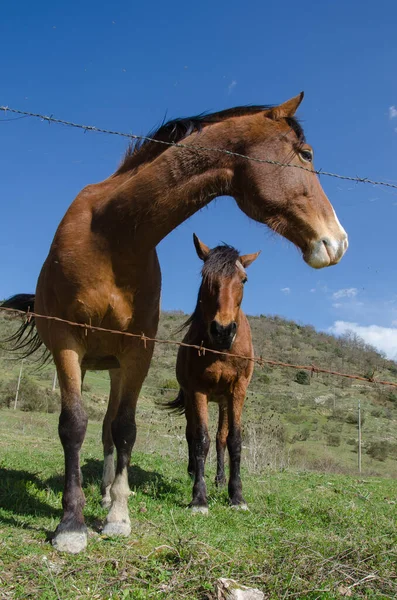 农场两匹马在蓝天映衬下的画像 — 图库照片