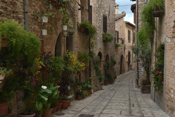 Blumen Der Alten Straße Spello Liegt Der Region Umbrien Italien — Stockfoto