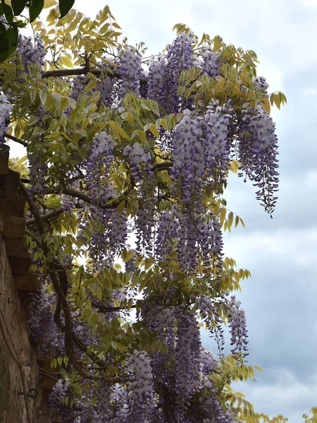 Λουλούδια Της Γουιστέρια Ανθίζουν Στον Κήπο Όμορφη Ανθίζει Wisteria Trellis — Φωτογραφία Αρχείου