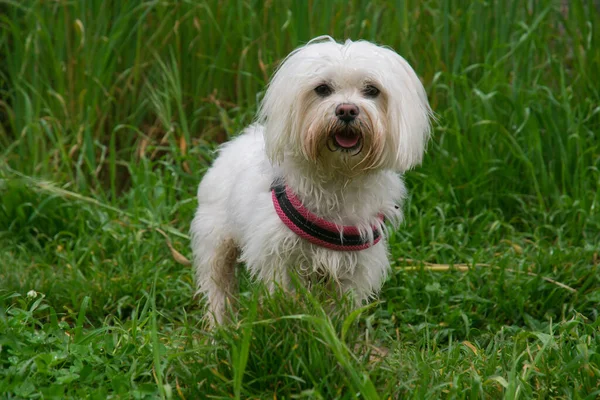 Портрет Чистокровного Білого Мальтійського Собаку Траві — стокове фото