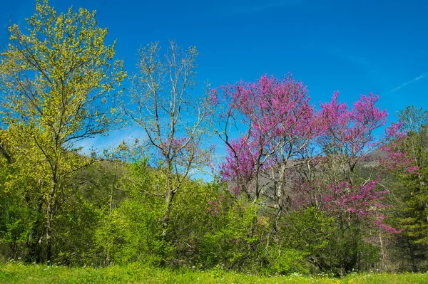 Krajobraz Valneriny Podczas Kwitnienia Drzewa Judasza Umbrii Włochy — Zdjęcie stockowe