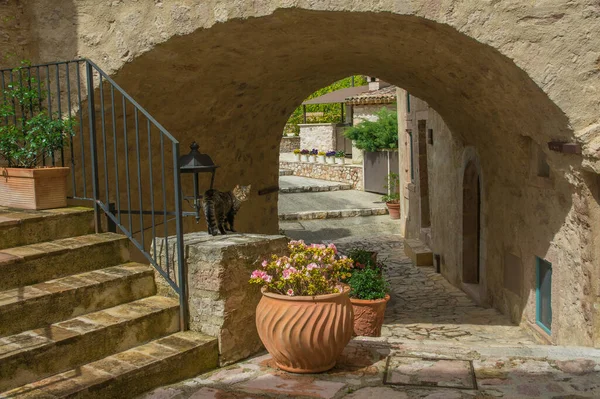 Katze Der Alten Gasse Des Schlosses Von Postignano Umbrien Italien — Stockfoto