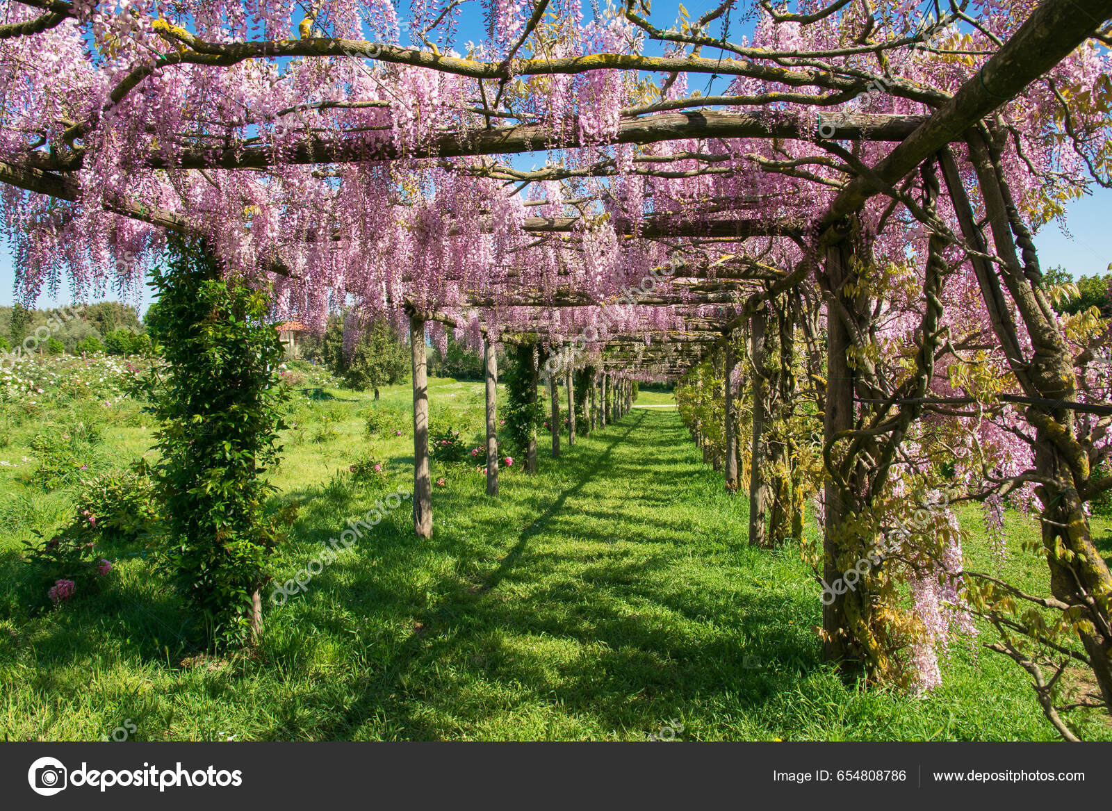 Imágenes de Túnel de árbol de wisteria libres de derechos | DepositPhotos, image size:1600x1167