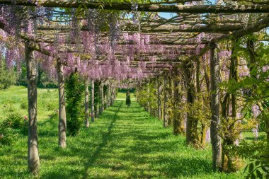 VITORCHIANO, İTALYA - 4 Mayıs 2023: İtalya 'daki romantik bahçede, Wisteria bitkisinin güzel tünelinin altında yürümek