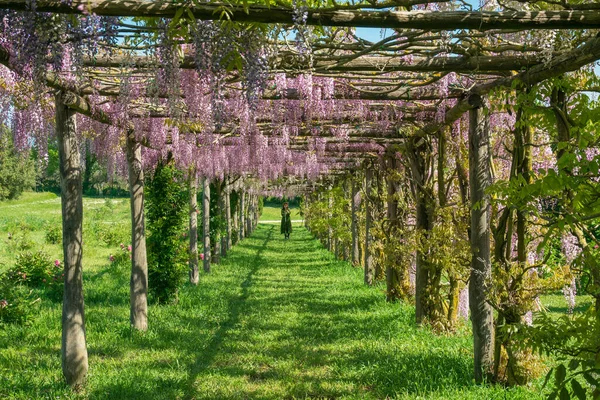 stock image VITORCHIANO, ITALY - MAY 4, 2023: Walking under beautiful tunnel of wisteria plant in the romantic garden in Italy