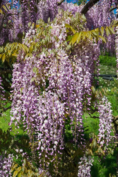 Flowering Wisteria tree on house wall background in Japan. Natural home decoration with flowers of Chinese Wisteria ( Fabaceae Wisteria sinensis )