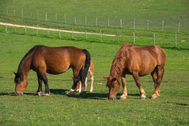 Yeşil çimlerin üzerinde aşık vahşi atların portresi.