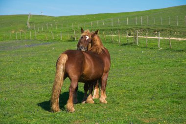 Yeşil çimlerin üzerinde aşık vahşi atların portresi.