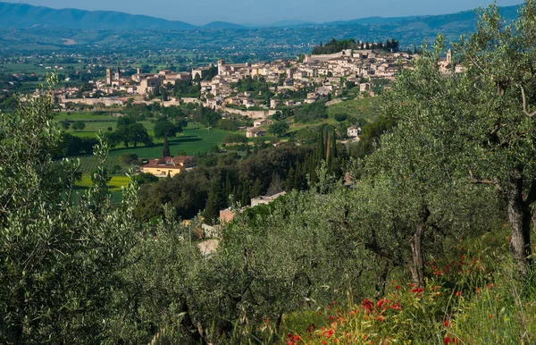 Vacker Utsikt Över Spello Medeltida Stad Vårsäsongen Umbrien Regionen Italien — Stockfoto