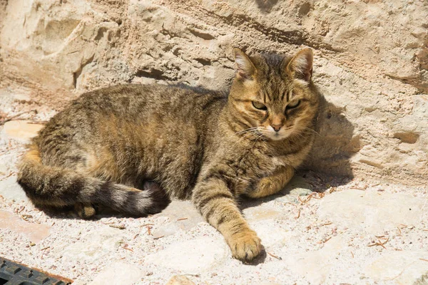 Portrait Tabby European Cat Sitting Old Alley Spello Town Umbria — Stock Photo, Image