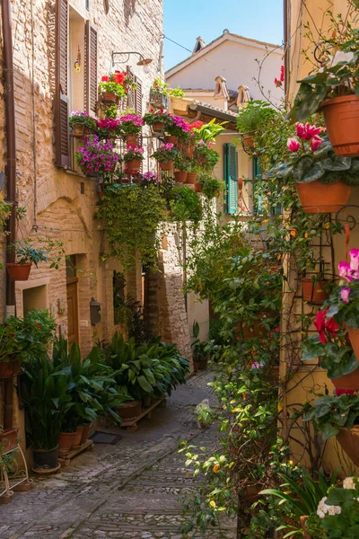Romantica Strada Floreale Spello Città Medievale Umbria Italia — Foto Stock