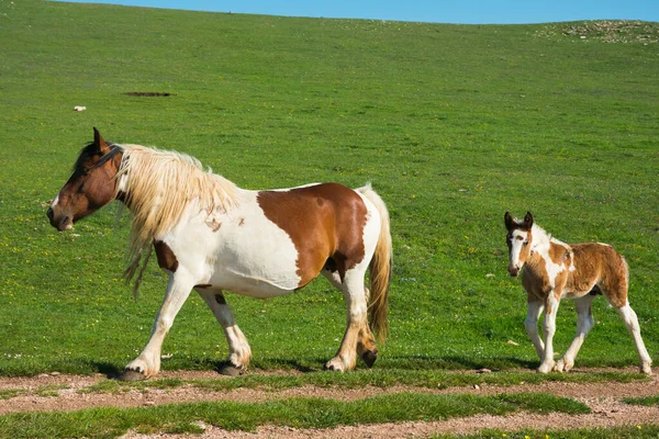 意大利山区小径上行走的两匹马的画像 — 图库照片