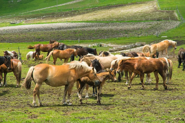 Herde Von Wildpferden Den Italienischen Bergen Mittelitalien — Stockfoto