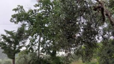 Bahar mevsiminde yağmurlu bir gün