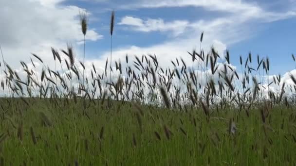 春の日には薄日に小麦の耳を閉じてください イタリアの青い空と雲の上の黄金の麦畑 — ストック動画