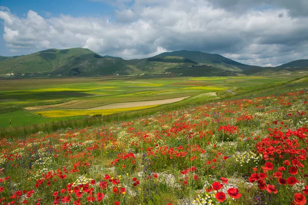 stock image Amazing famous flowering in the Pian Grande of Castelluccio di Norcia at early morning, Umbria region, Italy