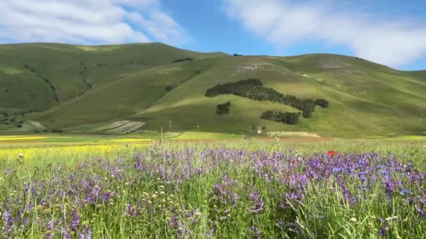 Zomer Uitzicht Pian Grande Met Wilde Violette Bloemen Umbrië Italië — Stockvideo