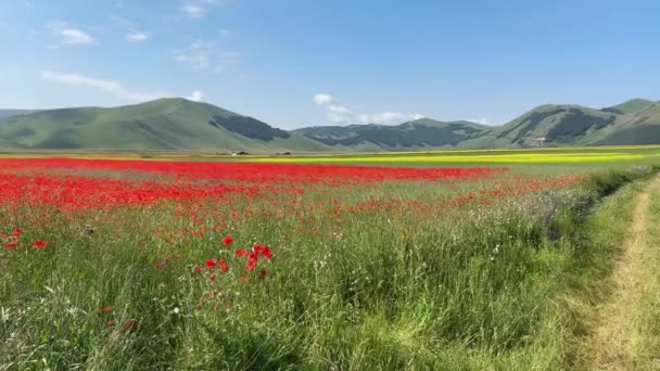 Field Κόκκινο Παπαρούνες Και Άνθη Φακής Στο Pian Grande Στην — Αρχείο Βίντεο