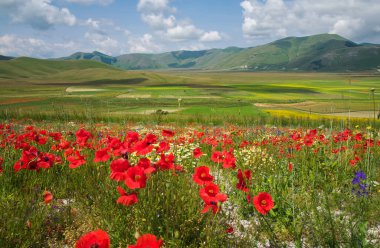 Pian Grande 'nin panoramik manzarası Haziran 2023' te İtalya 'nın Umbria bölgesinde çiçek açması