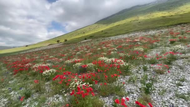 イタリア マルケ州レデントーレ山の麓での野生の開花の眺め — ストック動画