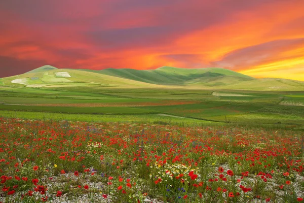Υπέροχο Τοπίο Άγρια Λουλούδια Και Ρομαντικό Ηλιοβασίλεμα Στο Βουνό Ιταλία — Φωτογραφία Αρχείου